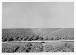 [Cotulla] Photograph of Irrigated Cotton by R.R. Vernon, Jr