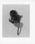 [Animals] Photograph of Baby Gerbil