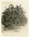 [Agriculture] Photograph of Citrus Tree