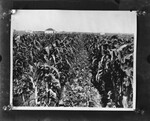 [Agriculture] Photograph of Cotton crop in field, house in background