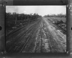 [Agriculture] Photograph of dirt road past corn field