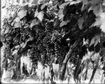 [Agriculture] Photograph of Grapes