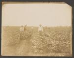 [Harlingen] Photograph of Lon C. Hill in Cotton Field