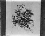 [Shary] Photograph of Pecans