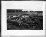 [Livestock] Photograph of Pigs in pen #1