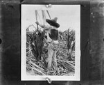 [Agriculture] Photograph of an Agricultural Worker Harvesting Sugarcane harvest