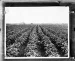 [Agriculture] Photograph of young cotton field