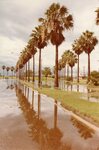 [Rio Grande Valley] Photograph of Washingtonia Palm Tree lined street