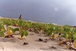 [South Padre Island Beach] Photograph of beach erosion - 37