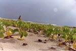 [South Padre Island Beach] Photograph of beach erosion - 38