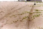 [South Padre Island Beach] Photograph of beach erosion - 46