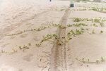 [South Padre Island Beach] Photograph of beach erosion - 56