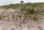 [South Padre Island Beach] Photograph of beach erosion - 61