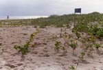 [South Padre Island Beach] Photograph of beach erosion - 62