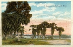 Postcard, Brownsville - Scene on the Rio Grande River by Curt Teich & Co. and Robert Runyon
