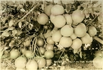 Photograph of 80 Grapefruit on two clusters by John Peter Eskildsen