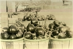 Photograph of eggplant ready for shipment - La Feria, TX by John Peter Eskildsen