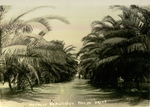 Photograph of McColl's beautiful palm drive - McAllen, Tex. by John Peter Eskildsen