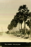 Photograph of Palm Heights - McAllen Tex. by John Peter Eskildsen