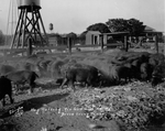 Photograph of raising hogs - Bruce Young Place by Edrington Studio (Weslaco, Tex.)
