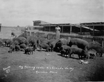 Photograph of hog raising in the Rio Grande Valley - Marston Place by Edrington Studio (Weslaco, Tex.)