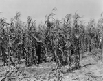 Photograph of Rio Grande Valley corn field by Edrington Studio (Weslaco, Tex.)