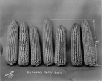 Photograph of Rio Grande Valley corn by Edrington Studio (Weslaco, Tex.)