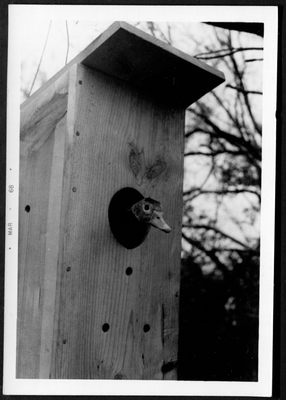 Black and White photograph of Black-Bellied Whistling-Duck in nesting box