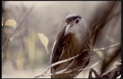Color photograph of black-crowned Night Heron