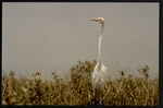 Photograph of a Great Egret