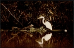 Photograph of a Great Egret