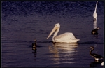 Photograph of a American White Pelican, a Great Egret, and Tricolored Herons