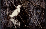 Photograph of a Snowy Egret