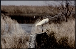 Photograph of a Snowy Egret