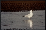 Photograph of a Gull