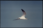 Photograph of a Least Tern