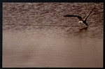 Photograph of a Black Skimmer
