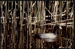 Photograph of an American Coot