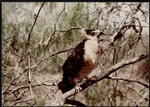 Photograph of a Northern Aplomado Falcon