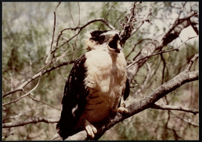 Color photograph Northern Aplomado Falcon