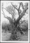 Photograph of a fenced-in tree