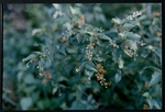 Photograph of a flowering shrub