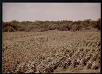 Photograph of a field of sunflowers