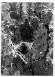 Photograph of a bird nest on a nopal