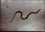 Photograph of a Black-striped Snake