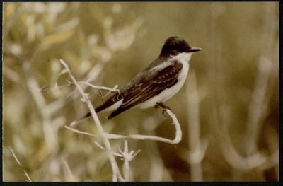 Color photograph of Eastern Phoebe