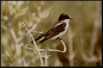 Photograph of an Eastern Phoebe