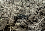 Photograph of a Texas Indigo Snake