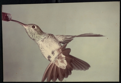 Color photograph Buff-Bellied Hummingbird