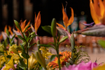 [Commencement] Photograph of Commencement 2019 Spring - 0015 by The University of Texas Rio Grande Valley. University Marketing and Communications and David Pike